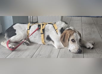 Anouk: suche Herzensmensch mit Hund