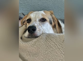 Anouk: suche Herzensmensch mit Hund
