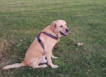 Cirilo: sucht Streichelhände und Garten