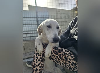 Teo:  er wäre gern Familienhund