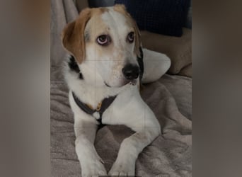 Anouk: suche Herzensmensch mit Hund