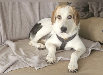 Anouk: suche Herzensmensch mit Hund