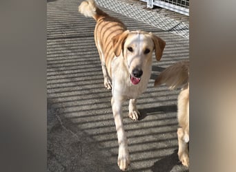 Trilly: ein Schatz für die ganze Familie