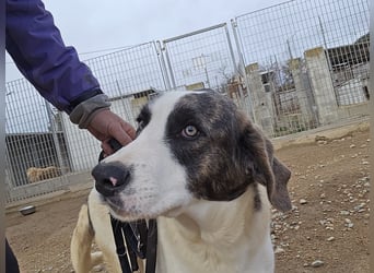 Carlo: was will man mehr?