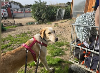 Trilly: ein Schatz für die ganze Familie