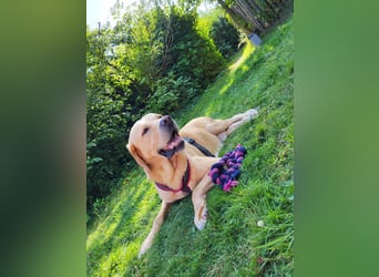 Cirilo: wünscht sich einen Garten und 1000 Streichelhände