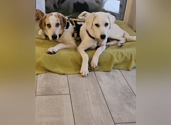 Anouk: Angsthäschen sucht Familienanschluss