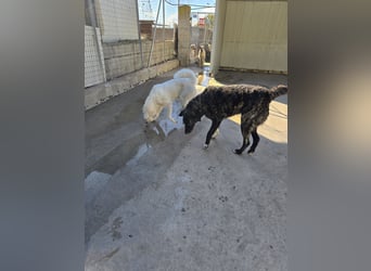 Teo:  er wäre gern Familienhund