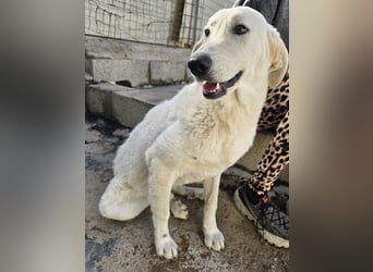 Teo:  er wäre gern Familienhund