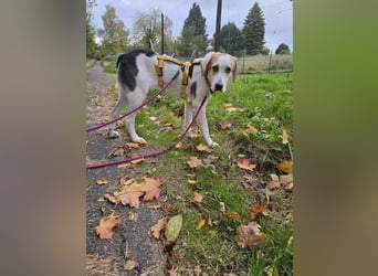 Anouk: Angsthäschen sucht Familienanschluss