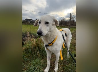 Teo:  er wäre gern Familienhund