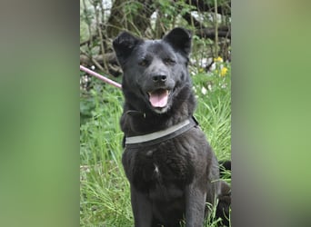 Arana Labrador/Akita Inu Mischling
