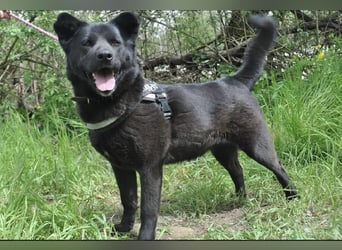 Arana Labrador/Akita Inu Mischling