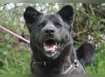 Arana Labrador/Akita Inu Mischling