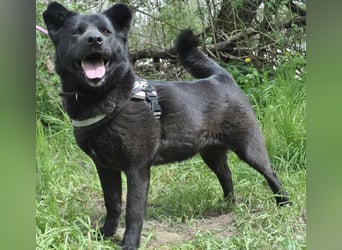 Arana Labrador/Akita Inu Mischling