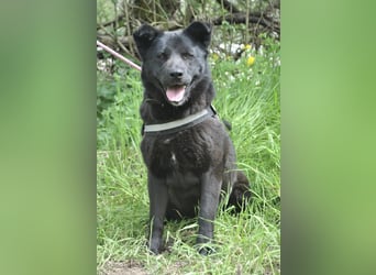 Arana Labrador/Akita Inu Mischling