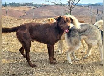 Zuckersüßer BROWNIE-ist Freude pur, anpassungsfähig wartet sehnsüchtig auf seine liebevolle Familie Zuckersüßer BROWNIE-ist Freude pur, anpassungsfähig wartet sehnsüchtig auf seine liebevolle Familie
