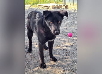 MANI-freundlicher Bub findet alles toll-Hunde,Menschen, neue Situationen jetzt fehlt nur ein Zuhause