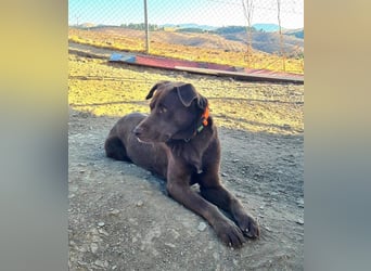 Zuckersüßer BROWNIE-ist Freude pur, anpassungsfähig wartet sehnsüchtig auf seine liebevolle Familie Zuckersüßer BROWNIE-ist Freude pur, anpassungsfähig wartet sehnsüchtig auf seine liebevolle Familie