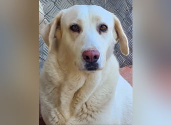 Goldschatz DIVA-sanfte, feinfühlig, zugewandt, aufgeschlossen-fehlt nur ihr liebevolles Zuhause