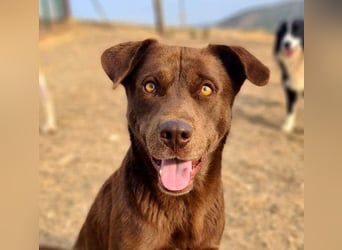 Zuckersüßer BROWNIE-ist Freude pur, anpassungsfähig wartet sehnsüchtig auf seine liebevolle Familie Zuckersüßer BROWNIE-ist Freude pur, anpassungsfähig wartet sehnsüchtig auf seine liebevolle Familie