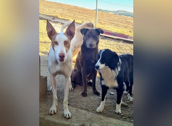 Zuckersüßer BROWNIE-ist Freude pur, anpassungsfähig wartet sehnsüchtig auf seine liebevolle Familie Zuckersüßer BROWNIE-ist Freude pur, anpassungsfähig wartet sehnsüchtig auf seine liebevolle Familie