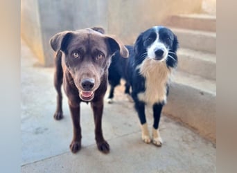 Zuckersüßer BROWNIE-ist Freude pur, anpassungsfähig wartet sehnsüchtig auf seine liebevolle Familie Zuckersüßer BROWNIE-ist Freude pur, anpassungsfähig wartet sehnsüchtig auf seine liebevolle Familie