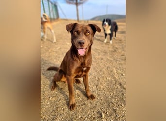 Zuckersüßer BROWNIE-ist Freude pur, anpassungsfähig wartet sehnsüchtig auf seine liebevolle Familie Zuckersüßer BROWNIE-ist Freude pur, anpassungsfähig wartet sehnsüchtig auf seine liebevolle Familie
