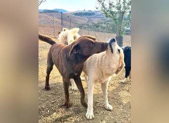 Zuckersüßer BROWNIE-ist Freude pur, anpassungsfähig wartet sehnsüchtig auf seine liebevolle Familie Zuckersüßer BROWNIE-ist Freude pur, anpassungsfähig wartet sehnsüchtig auf seine liebevolle Familie