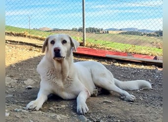 Goldschatz DIVA-sanfte, feinfühlig, zugewandt, aufgeschlossen-fehlt nur ihr liebevolles Zuhause