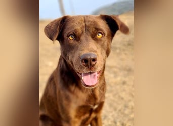 Zuckersüßer BROWNIE-ist Freude pur, anpassungsfähig wartet sehnsüchtig auf seine liebevolle Familie Zuckersüßer BROWNIE-ist Freude pur, anpassungsfähig wartet sehnsüchtig auf seine liebevolle Familie