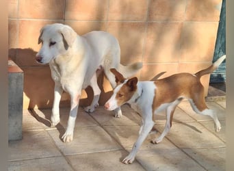 Goldschatz DIVA-sanfte, feinfühlig, zugewandt, aufgeschlossen-fehlt nur ihr liebevolles Zuhause