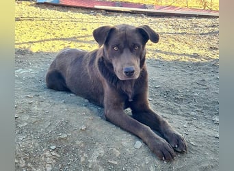 Zuckersüßer BROWNIE-ist Freude pur, anpassungsfähig wartet sehnsüchtig auf seine liebevolle Familie Zuckersüßer BROWNIE-ist Freude pur, anpassungsfähig wartet sehnsüchtig auf seine liebevolle Familie