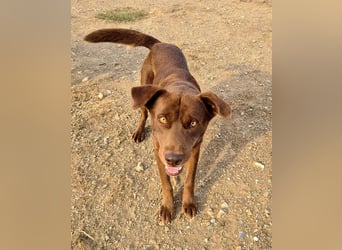 Zuckersüßer BROWNIE-ist Freude pur, anpassungsfähig wartet sehnsüchtig auf seine liebevolle Familie Zuckersüßer BROWNIE-ist Freude pur, anpassungsfähig wartet sehnsüchtig auf seine liebevolle Familie