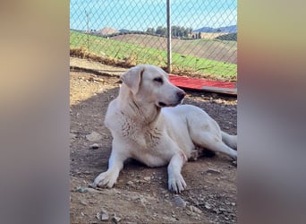 Goldschatz DIVA-sanfte, feinfühlig, zugewandt, aufgeschlossen-fehlt nur ihr liebevolles Zuhause