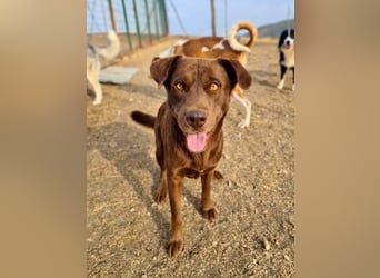 Zuckersüßer BROWNIE-ist Freude pur, anpassungsfähig wartet sehnsüchtig auf seine liebevolle Familie Zuckersüßer BROWNIE-ist Freude pur, anpassungsfähig wartet sehnsüchtig auf seine liebevolle Familie