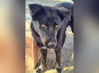 MANI-freundlicher Bub findet alles toll-Hunde,Menschen, neue Situationen jetzt fehlt nur ein Zuhause
