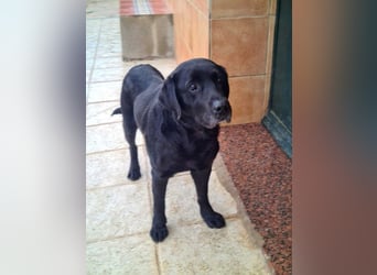 Wundervoller ABEL- Seelen-Herzenshund wartet sehnsüchtig auf seine Herzensmenschen