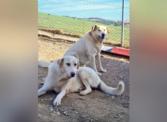 Goldschatz DIVA-sanfte, feinfühlig, zugewandt, aufgeschlossen-fehlt nur ihr liebevolles Zuhause