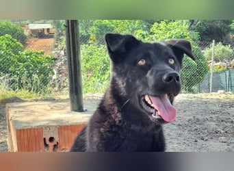MANI-freundlicher Bub findet alles toll-Hunde,Menschen, neue Situationen jetzt fehlt nur ein Zuhause