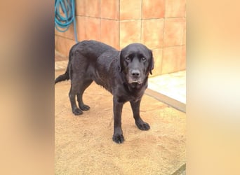 Wundervoller ABEL- Seelen-Herzenshund wartet sehnsüchtig auf seine Herzensmenschen