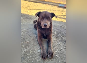 Zuckersüßer BROWNIE-ist Freude pur, anpassungsfähig wartet sehnsüchtig auf seine liebevolle Familie Zuckersüßer BROWNIE-ist Freude pur, anpassungsfähig wartet sehnsüchtig auf seine liebevolle Familie