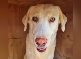 Goldschatz DIVA-sanfte, feinfühlig, zugewandt, aufgeschlossen-fehlt nur ihr liebevolles Zuhause