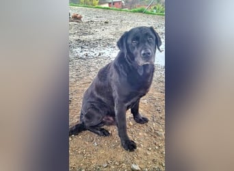 Wundervoller ABEL- Seelen-Herzenshund wartet sehnsüchtig auf seine Herzensmenschen