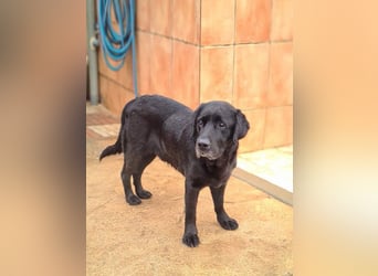 Wundervoller ABEL- Seelen-Herzenshund wartet sehnsüchtig auf seine Herzensmenschen