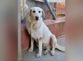 Goldschatz DIVA-sanfte, feinfühlig, zugewandt, aufgeschlossen-fehlt nur ihr liebevolles Zuhause