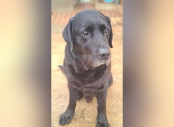 Wundervoller ABEL- Seelen-Herzenshund wartet sehnsüchtig auf seine Herzensmenschen