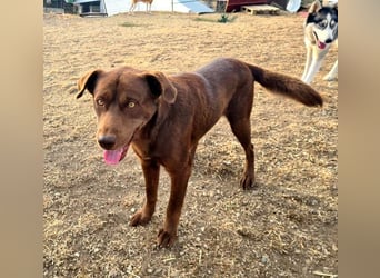 Zuckersüßer BROWNIE-ist Freude pur, anpassungsfähig wartet sehnsüchtig auf seine liebevolle Familie Zuckersüßer BROWNIE-ist Freude pur, anpassungsfähig wartet sehnsüchtig auf seine liebevolle Familie