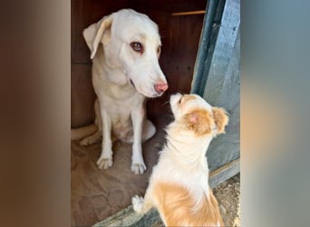 Goldschatz DIVA-sanfte, feinfühlig, zugewandt, aufgeschlossen-fehlt nur ihr liebevolles Zuhause