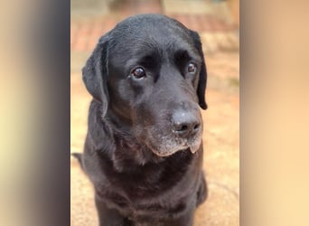 Wundervoller ABEL- Seelen-Herzenshund wartet sehnsüchtig auf seine Herzensmenschen